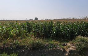 義竹庒內農地06-012    05-2310186