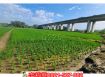 官田都計內優美農保地