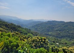 🏞 台中太平・黃竹坑 🌿 夢幻景觀農地釋出！