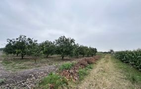 麻豆交流道三角窗都內農地