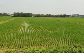 新屋大坡800坪方正漂亮農地