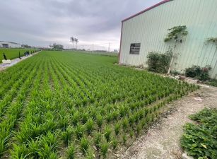 近和生市場方正農地★增值好規劃★屏東起飛