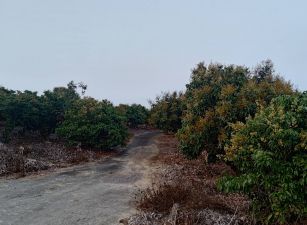 $$助您成就荔枝王國$$