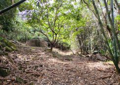 嘉義大埔九龍山莊旁1甲半便宜農地