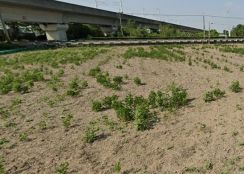 六甲中山路20米大路邊方正農地(前後路)