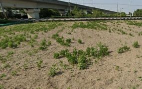 六甲中山路20米大路邊方正農地(前後路)