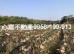 推!!鳥松風景優美農地(買農地節稅)