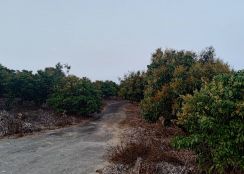 💰 大樹玉荷包優質果園~地主讓利~採收省力~運輸便利~投資首選！