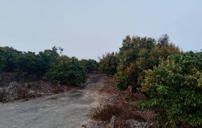 💰 大樹玉荷包優質果園~地主讓利~採收省力~運輸便利~投資首選！