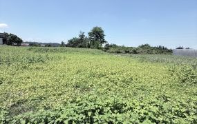 近司同公路農地05-002     05-2310186