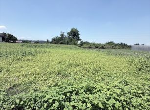 近司同公路農地05-002     05-2310186