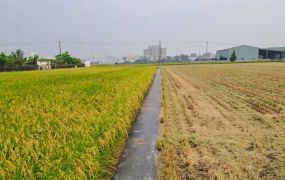 橋頭近白埔產業園區#增值漂亮農地