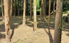 新竹縣北埔水岸野溪露營地