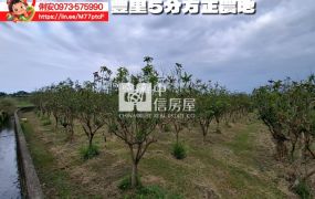 台東房地產 / 豐里5分方正農地