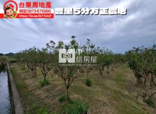 台東房地產 / 豐里5分方正農地