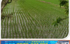 新屋66旁方正農地