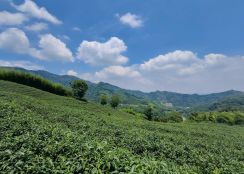 台中買屋賣房土地王劉志忠 鹿谷小半天中湖段2甲3景觀茶園