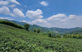 台中買屋賣房土地王劉志忠 鹿谷小半天中湖段2甲3景觀茶園