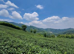 台中買屋賣房土地王劉志忠 鹿谷小半天中湖段2甲3景觀茶園