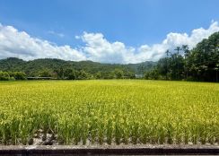 永慶許書豪★安農溪第二排田心846美農地