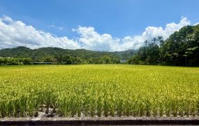 永慶許書豪★安農溪第二排田心846美農地