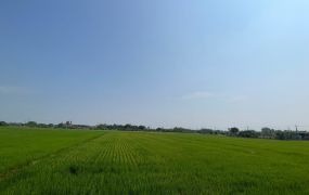 近關帝廳白河農地0966