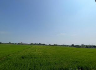 近關帝廳白河農地0966