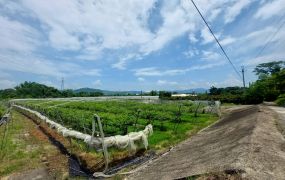 台南玉井大面積2.45甲玉帶環腰優質農地