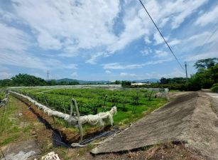台南玉井大面積2.45甲玉帶環腰優質農地