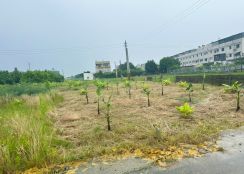 嘉義市育人路旁小筆農地