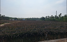近萬巒豬腳街農地3.07分(含持分道路100坪)，打造您的私人開心農場，離塵不離城超愜意！