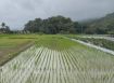 高雄土地男神  美濃雙面路農地