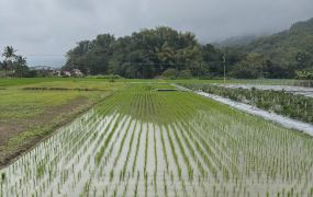 高雄土地男神  美濃雙面路農地