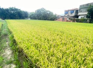 新竹科學園區三期徵收地