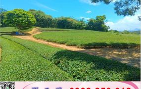龍潭北坑休閒茶園/工業地廠房買賣租賃
