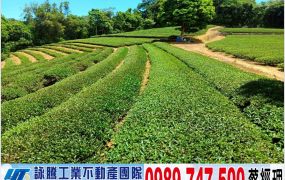 龍潭北坑休閒茶園/工業地廠房買賣租賃