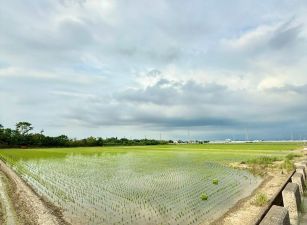 民雄竹子脚農地09-094
