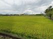 鳥松神農路附近0.5分方正農地