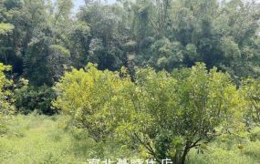 左鎮區  - 左鎮澄山方正柚子園農地 - 220萬