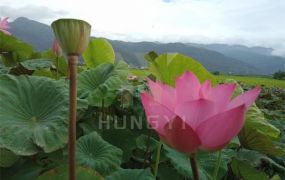 頭城蓮花池懷舊農舍-21世紀*游力暟
