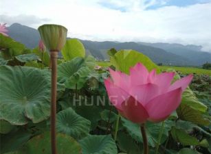 頭城蓮花池懷舊農舍-21世紀*游力暟