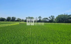 近新屋市區農保地2筆{可分買}