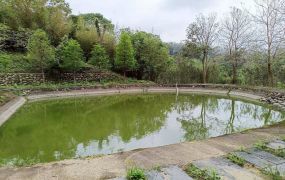 北埔六塘落羽松池畔美地