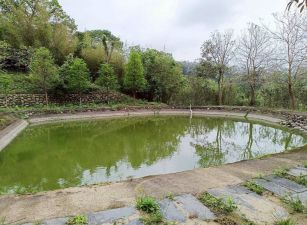 北埔六塘落羽松池畔美地