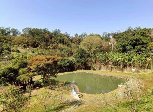 北埔六塘落羽松池畔美地