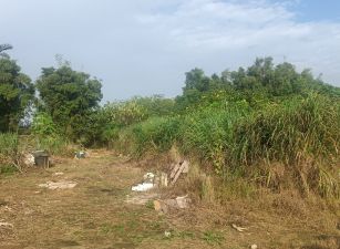 觀音上大國小旁甲建