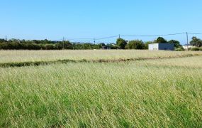 新屋雙面臨路大坪數農地