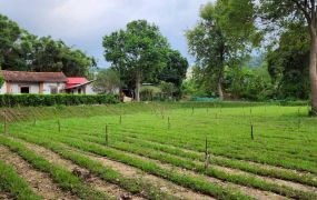 🔥 🔥  關西~🔥熱門地段~南和國小附近 ~全平坦農地