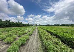 中彰投工業地 區段徵收農地 虎尾產業園區擴大計畫農地(二)