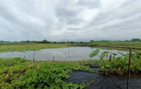 永慶許書豪★五結附照農地